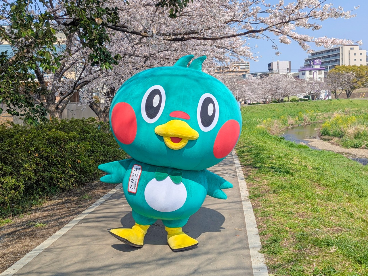 まいたん