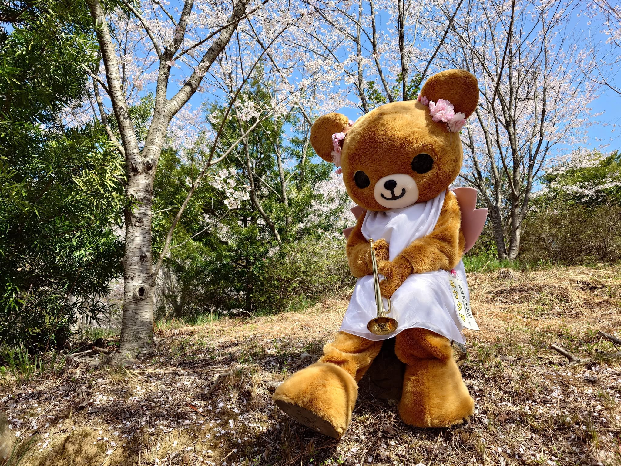 ホワクマ